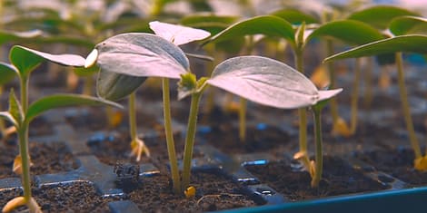 The Ultimate Guide to Grow Plugs